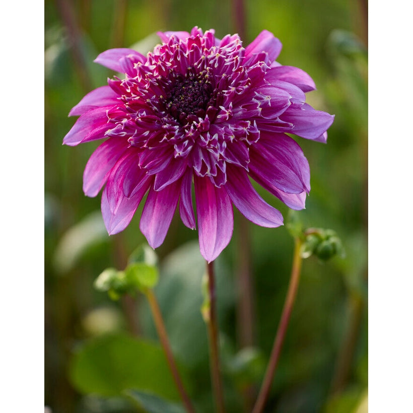 Dahlia Richards Fortune Singel Flowering 1-pack NYHET